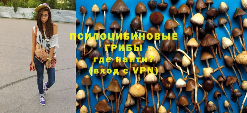 где купить наркотик  Дальнегорск  Галлюциногенные грибы Psilocybe 